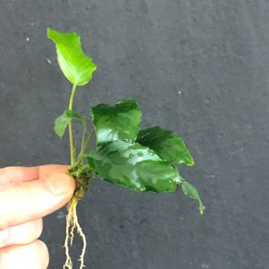 Anubias barteri var. 'Wrinkle leaf'
