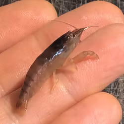 Blå solfjäderräka, Atyopsis gabonensis