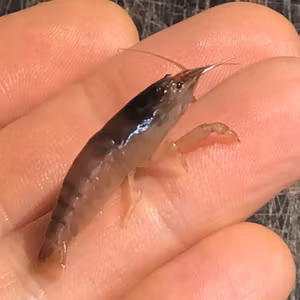 Blå solfjäderräka, Atyopsis gabonensis