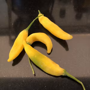 Aji Pineaple (Capsicum baccatum)