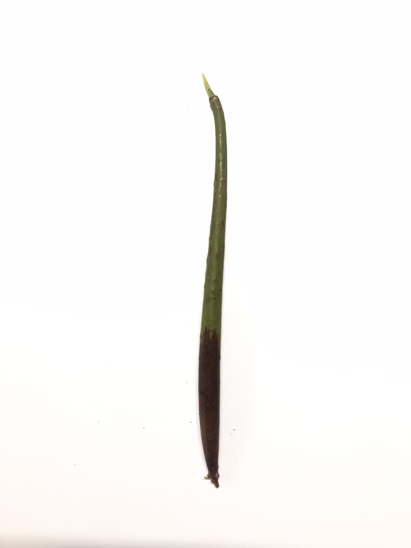 Mangrove frö - PerfectAqua - Allt för aquascaping