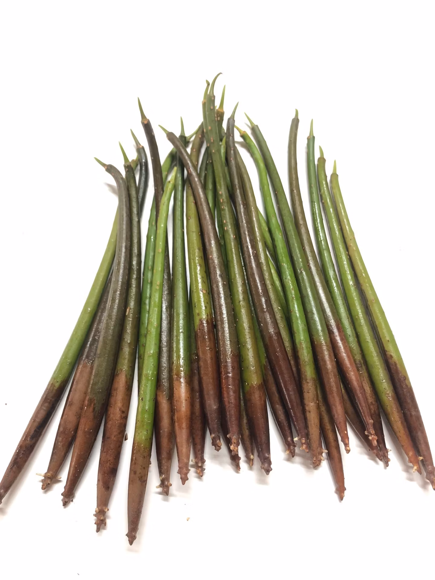 Mangrove frö - PerfectAqua - Allt för aquascaping