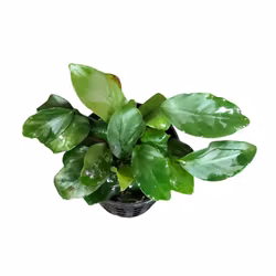 Anubias barteri var. 'Wrinkle leaf'