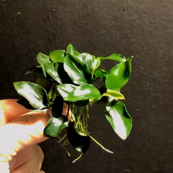 Anubias barteri var.nana 'Bonsai'