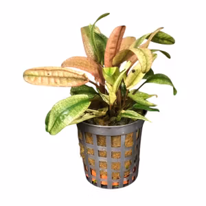 Cryptocoryne flamingo