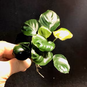 Anubias barteri 'Coin Leaf'