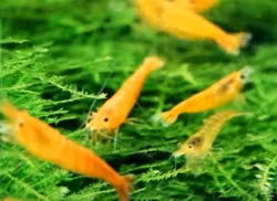 Orange Sunkist Sakura, Neocaridina davidi.