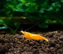 Orange Sunkist Sakura, Neocaridina davidi.