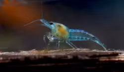 Blue Jelly, körsbärsäka, Neocaridina davidi.