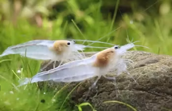 Amanoräka Snow. Vintervita amanoräkor