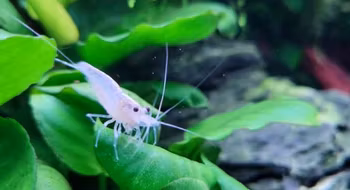 Amanoräka Snow. Vintervita amanoräkor