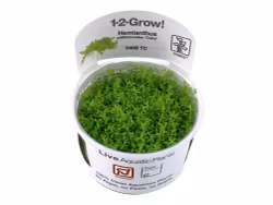 Micranthemum callitrichoides 'Cuba'