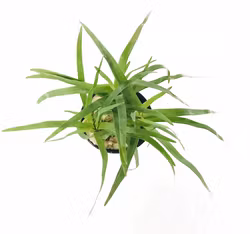 Eriocaulon sp. 'Vietnam'