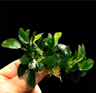 Anubias barteri 'Petite'