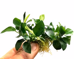 Anubias barteri 'Petite'