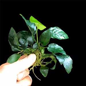 Anubias barteri var. nana