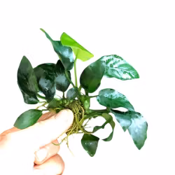 Anubias barteri var. nana