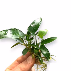 Anubias gracilis