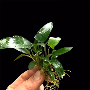 Anubias gracilis