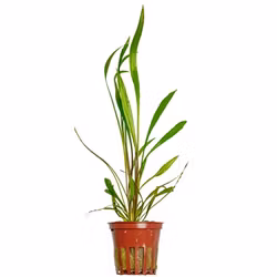 Cryptocoryne spiralis Red