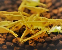 Yellow neonstripe, Neocaridina davidi.