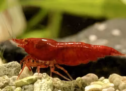 Körsbärsräka OE (orang eye), Neocaridina davidi.