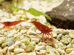 Körsbärsräka OE (orang eye), Neocaridina davidi.