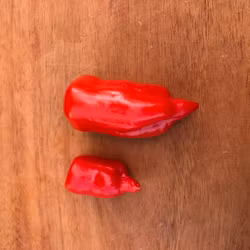 Aji Benito (Capsicum Baccatum)