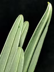 Aridarum caulescens