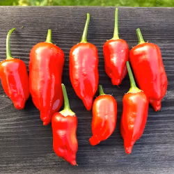 Aji Benito (Capsicum Baccatum)