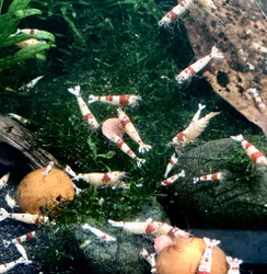 Crystal Red. Caridina multidentata
