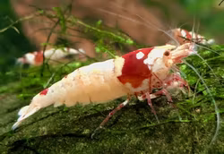 Crystal Red. Caridina multidentata