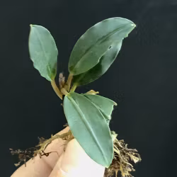 Bucephalandra Dark Emerald
