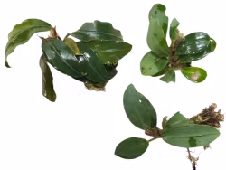 Bucephalandra Dark Emerald
