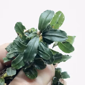 Bucephalandra Lamandau Round