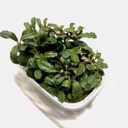 Bucephalandra Lamandau Round