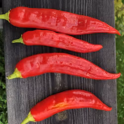 Aji Mojo (Capsicum baccatum)