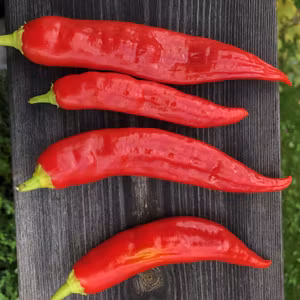 Aji Mojo (Capsicum baccatum)
