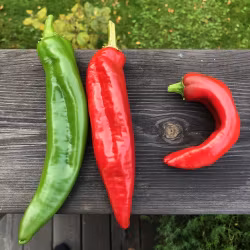 Anaheim chili (Capsicum annuum)