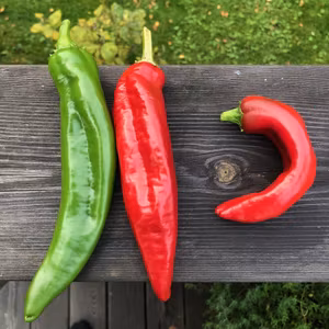 Anaheim chili (Capsicum annuum)