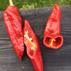 Anaheim chili (Capsicum annuum)