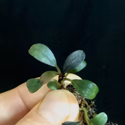 Bucephalandra mini coin
