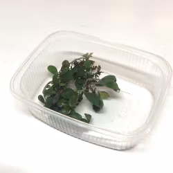 Bucephalandra mini coin