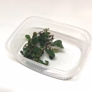 Bucephalandra mini coin