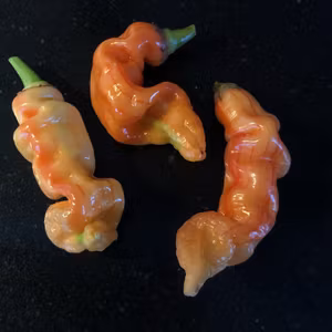 Sugar Rush Stripey (Capsicum baccatum)
