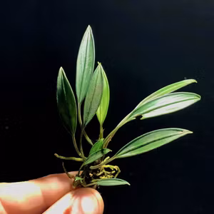 Aridarum caulescens