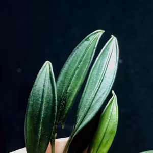 Aridarum caulescens