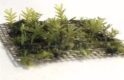 Fissidens nobilis