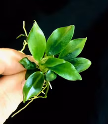 Anubias "Pangolino"