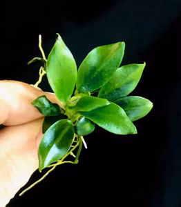 Anubias "Pangolino"